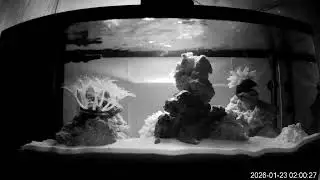 Saltwater Tank