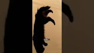 Animal Reaction on Zero Gravity