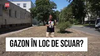 Gazon &icirc;n loc de scuar? De ce au fost scoși din centrul Chișinăului smochinul, dudul și gutuiul