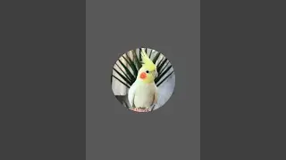 my chhote chhote cuty Pai birds💖🕊️🐦🐣Mk Bhai is live