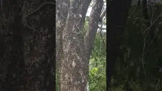 What a snake climbing to the tree