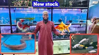 New fish stock | Aqua fish world igatpuri | न्यु फिश स्टॉक | ॲक्वा फिश वर्ल्ड ईगतपुरी | 
