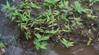wow, watch the snail catching kids in siphann tv community together