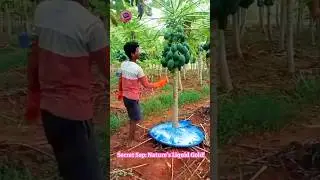 Papaya Power: Watch Them Harvest Healing Latex For Medicine! #NaturalRemedy #HerbalMedicine 🌳