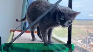 Pidan Window Perch (please turn on subtitles)