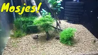 MIJN favoriete Mosjes voor in het aquarium