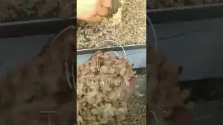 Stainless Steel Peanut Almond Slicer | Nut Slicing Machine