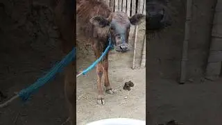 Almost recover the Injury 🤕 #animalaffection #cow #animals