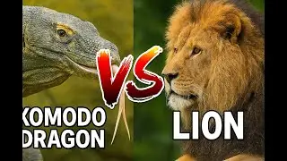 Komodo Dragon vs Lion: Who Wins This Brutal Battle? 🐉🦁