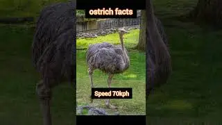 Ostrich facts #amazingfacts #funfacts
