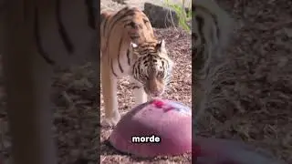 Le tigri amano il gelato? Non proprio 🐯