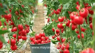 Turnkey, Greenhouse Projects,   Anahtar Teslim Sera Sistemleri.
