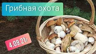 4.09.21г. Открытие сезона!  Белые грибы!!! Удачная грибная охота. (Орлик)