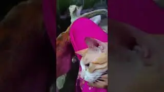 *Giving Love and Food to Stray Cats Daily 🐱 | Cat Rescue Journey*|| Nazu animals rescue