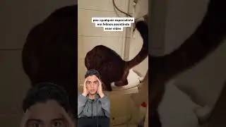 Voc&ecirc; j&aacute; viu gato fazer xixi no vaso sanit&aacute;rio?? #medvet #veterinario #gatos #shorts #gato #vet
