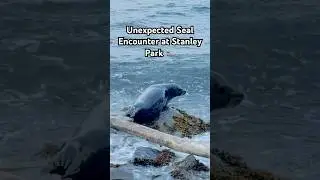 Unexpected Seal Encounter at Stanley Park 🦭#seal #wildlife #orca #canada #vancouver #stanleypark