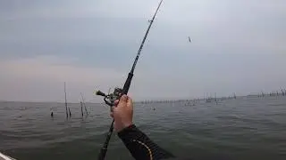 Multi Specie Fish Monsters | Manila Bay Philippines