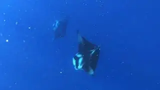 Magical Manta Rays | Indian Ocean (Laccadive Sea) GOPRO
