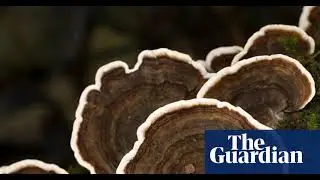 Do Medicinal Mushrooms Actually Work? A Scientific Review