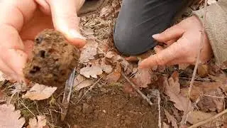 Recherche de la Truffe noire