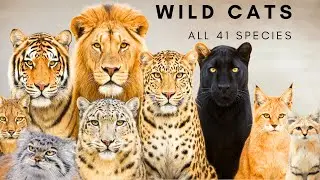 Are You Ready to Meet All 41 Wild Cat Species on Earth?
