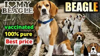 Semi adult Beagle puppy for sale in low price
