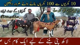 Goat Farming Business Ideas Tips In Pakistan | Successful Goat Farmer Interview | Open Farming