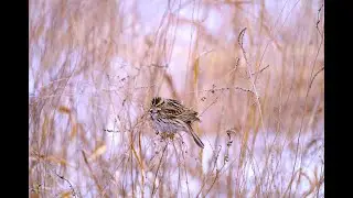Brave Little Birds: Savannah Sparrows Surviving a Texas Freeze