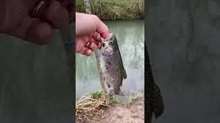 Catching Trout, longearsunfish , rock bass part 1