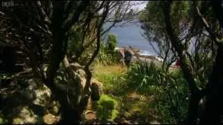 Last Chance to See 5   Kakapo 2009