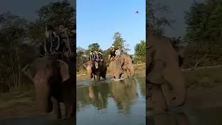 Elephant Back Safari in Chitwan National Park 🐘 #elephantsafari #nepal #junglesafari #chitwantour