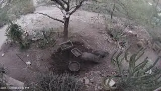 Unedited Javelinas 20231016180304 20231016180350