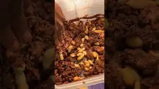 Palm weevil larvae #larva #palm #palmtree