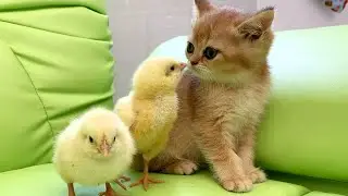 Котенок Кира и Коко как няни для крошечных цыплят