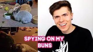 Recording What My Rabbits Do When I'm Not There! | Petcube Bites 2 & Play 2 Pet Cameras