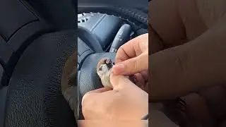 Ten Chłopak Ożywił Zamarzniętego Ptaka 😯❤️