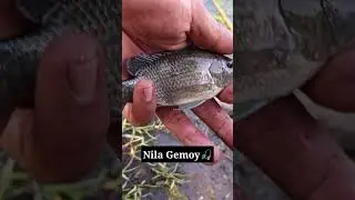 MANCING NILA GEMOY NIH‼️ #mancingmujair   #mancingnila