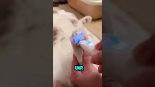 Perawatan kucing yang mahal