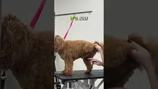 Undercarriage Grooming Tips   #doggrooming #doodlegrooming #doggroomingtips #dogshorts  #oodles