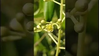 तेजपत्ता.Cinnamomum tamala(Lauraceae family) #trending #nature #forest #forests #flower #spices