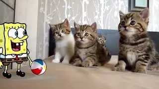 Funniest Dogs & Cats Moments Ever 😂   Best Animal Videos Compilation   Woa Doodles