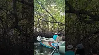 #River Boat #safari  gateway to the hidden beauty of #Madu #Ganga in Balapitiya #srilanka  #travel