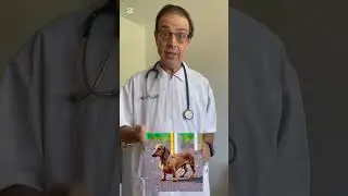 &ldquo;C&atilde;o desmaia do nada? Pode ser doen&ccedil;a do n&oacute; sinusal ⚠️&rdquo;