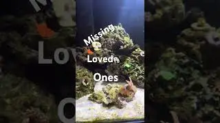 It&rsquo;s never over. #saltwater #marinetank #aquaone #reefroids #coral #uvsterilizer #saltwatertanks