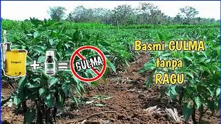 Herbisida Selektif khusus CABE