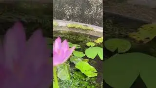 Pink Olu Flower; A Rare finding &ldquo;Nymphaea Pubescens&rdquo;