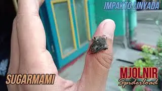 Mjolnirspiderload Sugarmami | 4th and 5th Round | Gagamba derby pinas