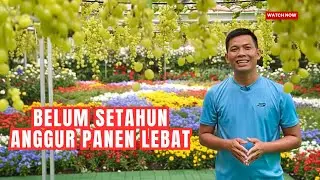 Kok Bisa? Kebun Anggur Ini Berbuah Lebat. Padahal Umurnya Belum Setahun