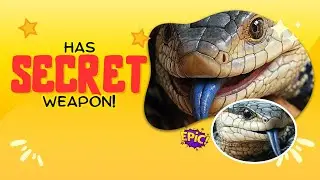 Indonesian Blue-Tongued Skink: The Bold Lizard with a Tongue Trick!