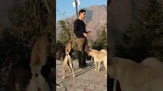 Street dogs #ghumakkad_merthi #trendingreels #streetdogs #dogs #pets #petlovers #viral #viralreels